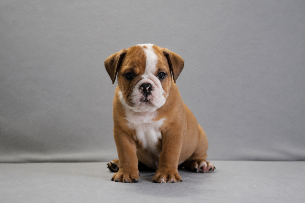 rockie male english bully